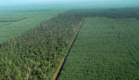 Soal PT.RAPP, JMGR :  Keputusan KLHK Sangat Tepat