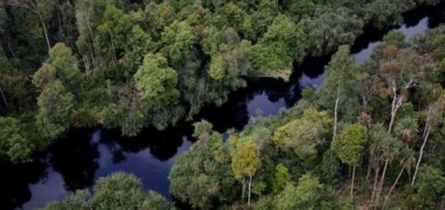 Tesso Nilo, Riwayatmu kini