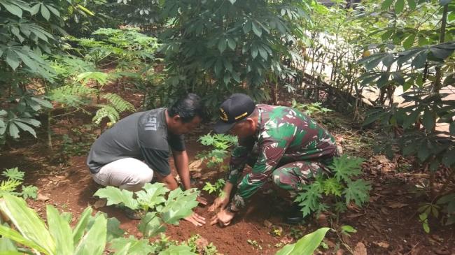 Satgas TMMD Bantu Warga Tanam Bibit Pepaya California