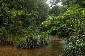 36 Km Jalan akan Dibangun Melintasi Rimba Baling Kampar