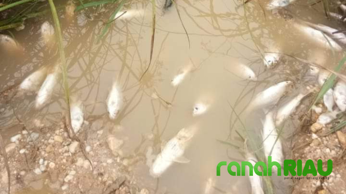 Fenomena Ikan Mati Massal, Diduga Terpapar Limbah Pabrik PT ASMJ II