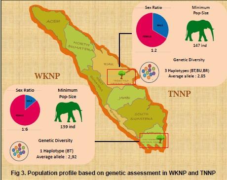 Tesso Nilo, Rumah Para Gajah yang Semakin Ciut 