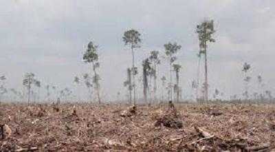 Ajak Masyarakat manfaatkan Lahan, Pemkab Siak siapkan 10.000 bibit sirsak