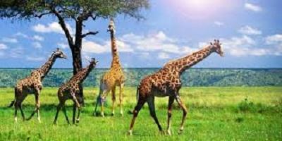 Apa sih Guna Leher Panjang Pada Jerapah... Simak beritanya