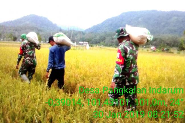 Koramil 09/Sgg Kodim 0302 INHU, Bantu Petani Panen Padi