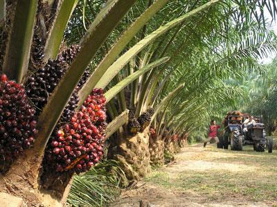 Harga TBS Sawit Riau Meningkat Tipis Sebesar Rp72,95 per Kg