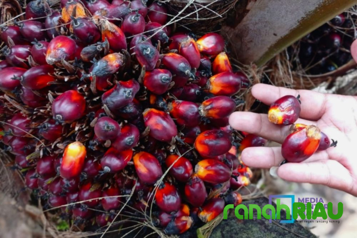 Naik Terus, Kelapa Sawit Mitra Plasma Minggu dihargai Rp3.608 per Kg