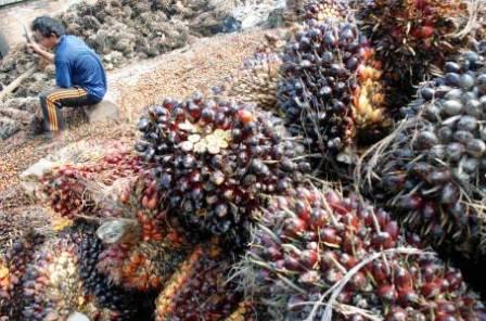 Harga TBS Sawit di Riau Turun Rp 25,82 perkilogram 