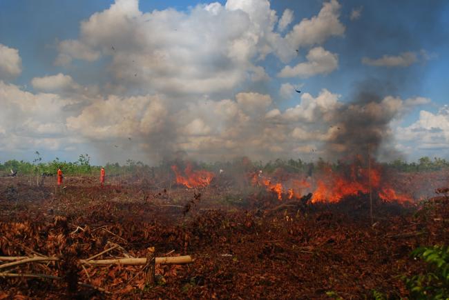  15 Hektare Lahan Gambut di Pesisir Riau Terbakar