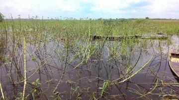 Luapan Banjir Di Bengkalis Rendam Puluhan Hektare Kebun Warga