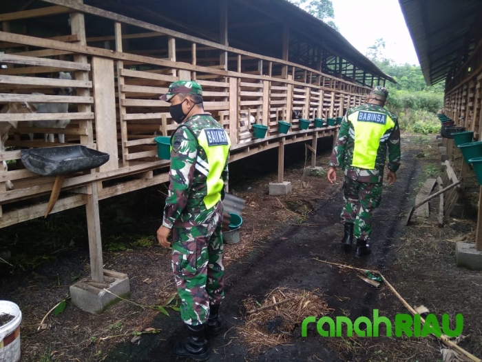 Babinsa Koramil 01 Bengkalis Memantau Demplot Peternakan Kambing