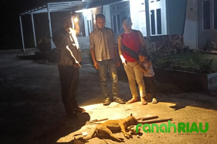 Sembilan Warga Tenayan di gigit Anjing Liar, Dinkes Kota Lakukan Pemantauan Ketat