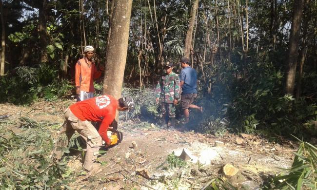 Puluhan Pohon Jati Dan Bambu D Tebang Untuk Pelebaran JUT