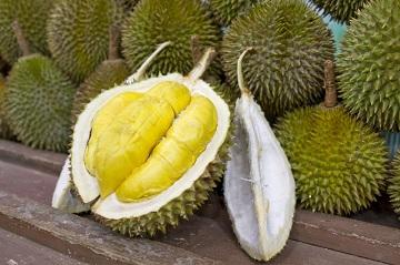 Durian Pekanbaru, Selalu Ada Sepanjang Tahun