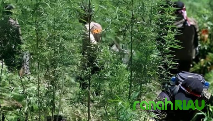 Sudah Ditemukan Sejak September 2024 Lalu, Mengapa Ladang Ganja di Bromo Baru Terungkap?