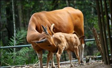 Sapi Betina Dilarang Dipotong di Riau