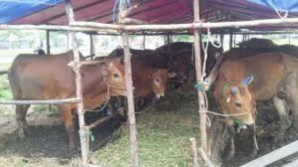 MUI Kota Pekanbaru atur jadwal Pemotongan Hewan kurban