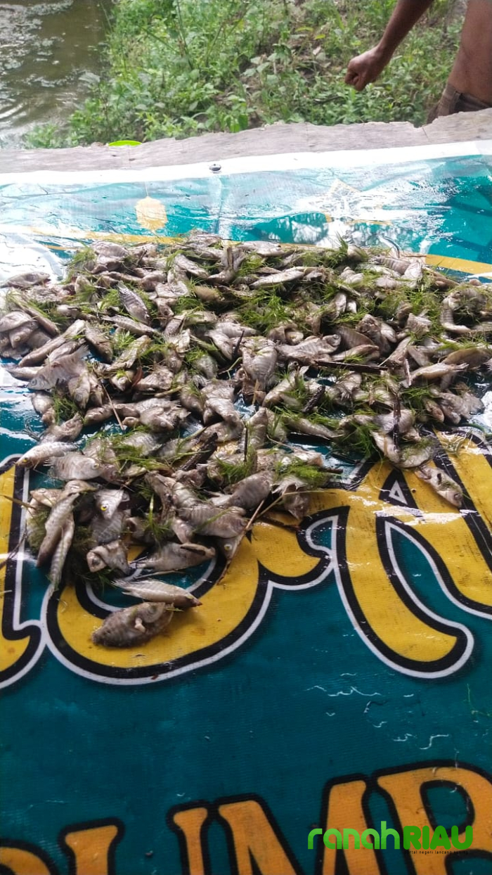 Ribuan ikan milik Masyarakat mati, Diduga akibat Galian C Illegal