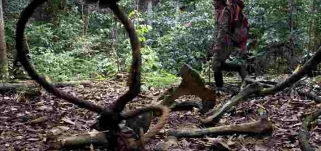  Jerat Liar Merupakan Ancaman Serius Bagi Populasi Harimau