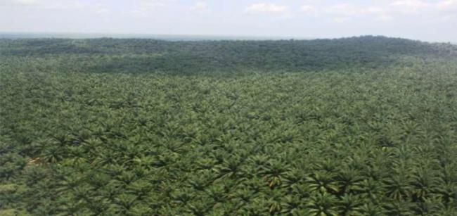Tidak Mengantongi Amdal,  Perusahaan Sawit Di Riau Terancam Denda Rp1 Miliar 