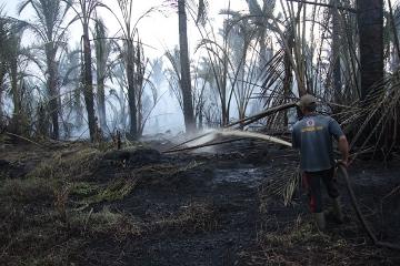Gabungan 3 Organisasi Lingkungan Hidup Laporkan 49 Perusahaan ke Mapolda Riau