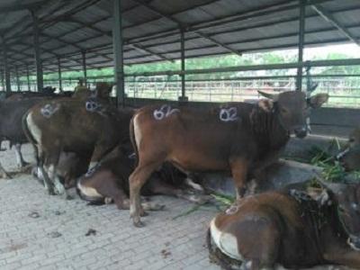 Pemko Dumai turunkan 45 Petugas Pengawas Kesehatan Qurban