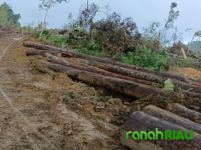 Kades Pantai Bantah Ikut Terlibat ILLOG di Hutan Lindung Bukit Betabuh