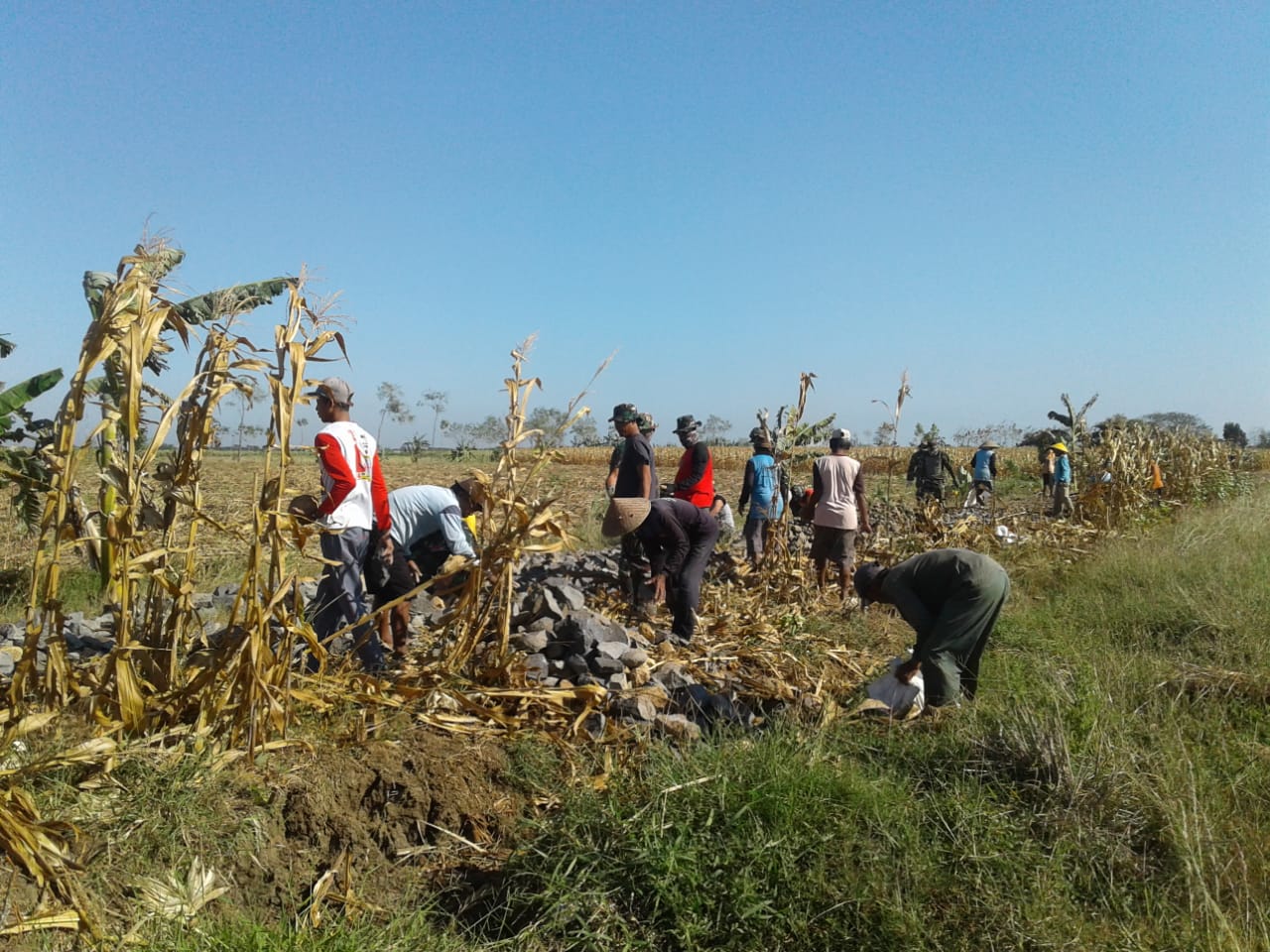  Satgas TMMD Babad Jagung Untuk Pelebaran JUT