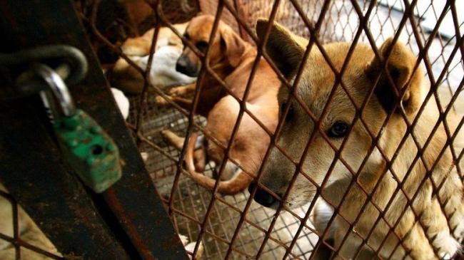 Korsel Tutup Rumah Penjagalan Anjing Terbesar 