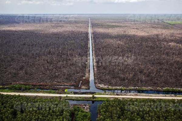 Perda RTRW Kabupaten Pelalawan Harus dikoreksi Ulang