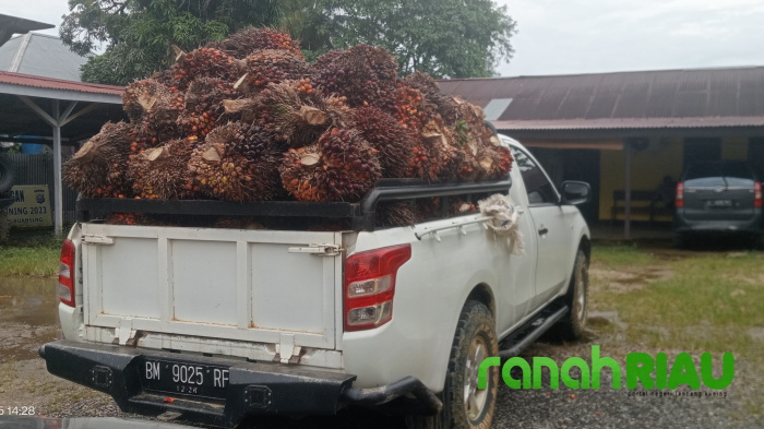 Polsek Kuantan Mudik Cari Dalang Pencurian Buah Sawit Milik PT KTBM