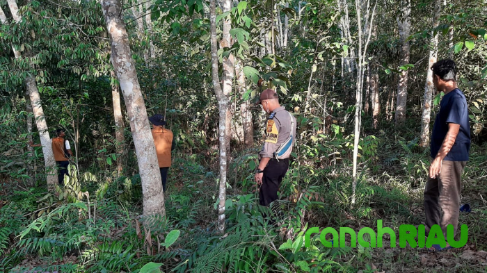 Beruang Madu Masih Berkeliaran di Pemukiman, Polsek Kuantan Hilir : Warga Harus Tetap Waspada