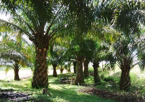 Sawit Diatas Lahan Pemko Pekanbaru Masih Belum Jelas