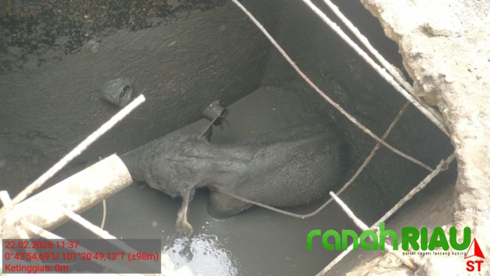 Anak Gajah Terperosok Septic Tank, Penyebab Kawanan Mengamuk di Konsesi PT Arara Abadi Terungkap