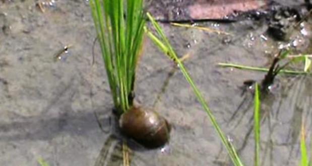 Jelang Musim Tanam, Petani Pangean Kewalahan Atasi Hama Keong