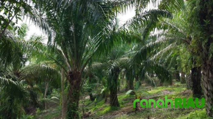 Suhardiman Amby : Kasus Kebun Sawit Pemda Kuansing Masih Dalam Penyelidikan Kejati