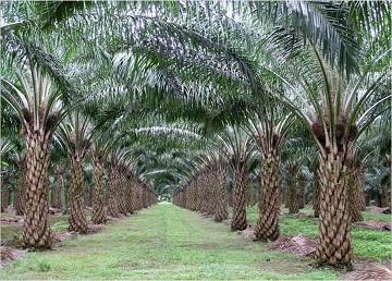 Tahun Ini Jepang Bakal Tanamkan Modal Rp1,2 T