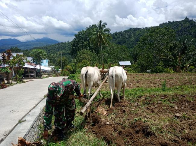 Walaupun Gemuk, Satgas TMMD Sudiyono Lihay Mengendalikan Sapi-Sapi