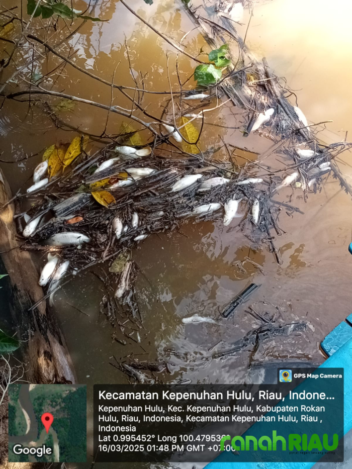 Ribuan Ikan Mati, AMPKL Kecam Perusahaan sawit yang membuang Limbah di Aliran Sungai