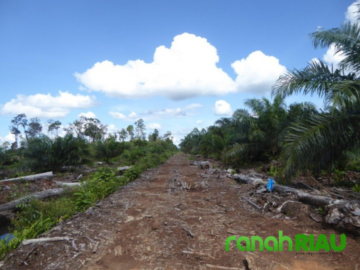 Koalisi  EoF Apresiasi Menteri LHK atas penolakan sawit jadi tanaman hutan