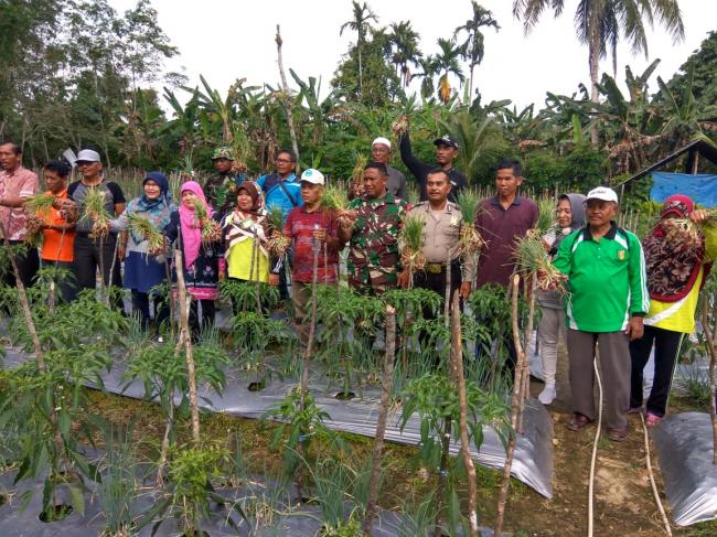 Babinsa Panen Bawang Merah Bersama Koptan Jaya Mukti Desa Pulau Rumput 