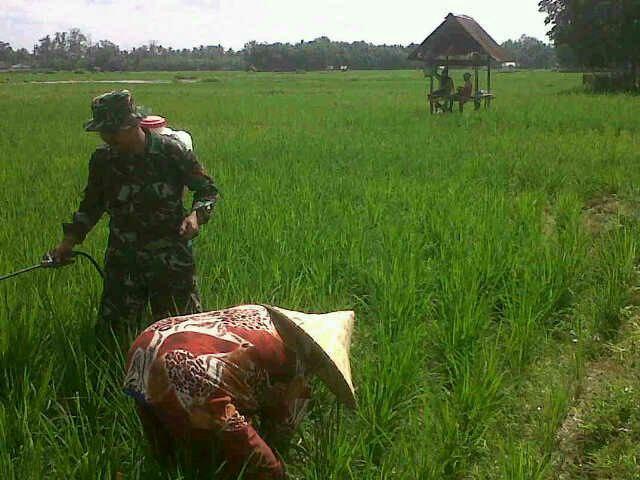 Niat Membantu, Babinsa 07/KH Ini Turun langsung Kesawah