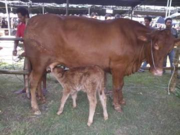 3.300 Sapi di Siak Wajib Bunting