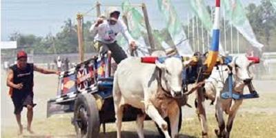 Dies Natalis Fakultas Kedokteran UGM, Hidupkan kembali Festival Gerobak Sapi
