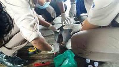 Kasiaan... Lima Ekor Pesut Mati Di Riau