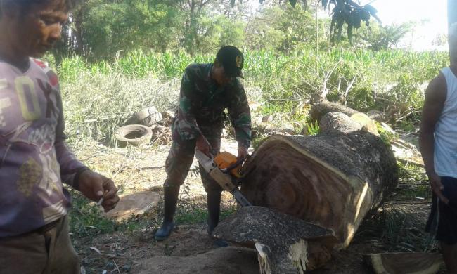  Batang Pohon Di JUT Dijadikan Papan Jalan