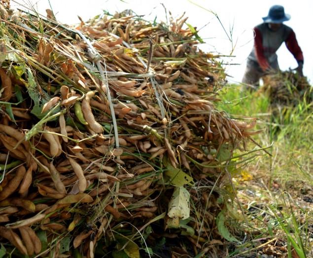 Petani Rumbai Hasilkan Kedelai Berkualitas