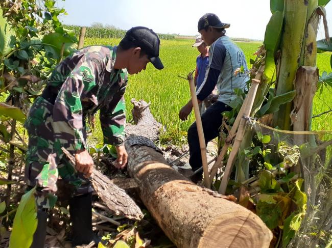  Demi JUT, Babinsa Ikut Gergaji Kayu Jati Milik Warga