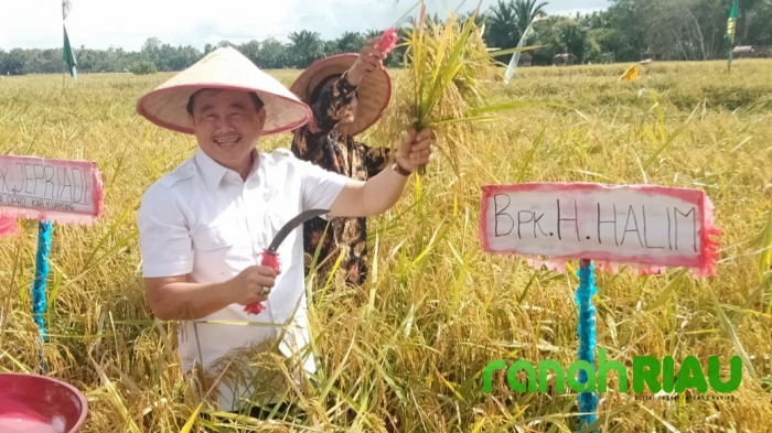 Bantu Benih Padi Untuk Masyarakat, H. Halim di Undang Pada Panen Raya