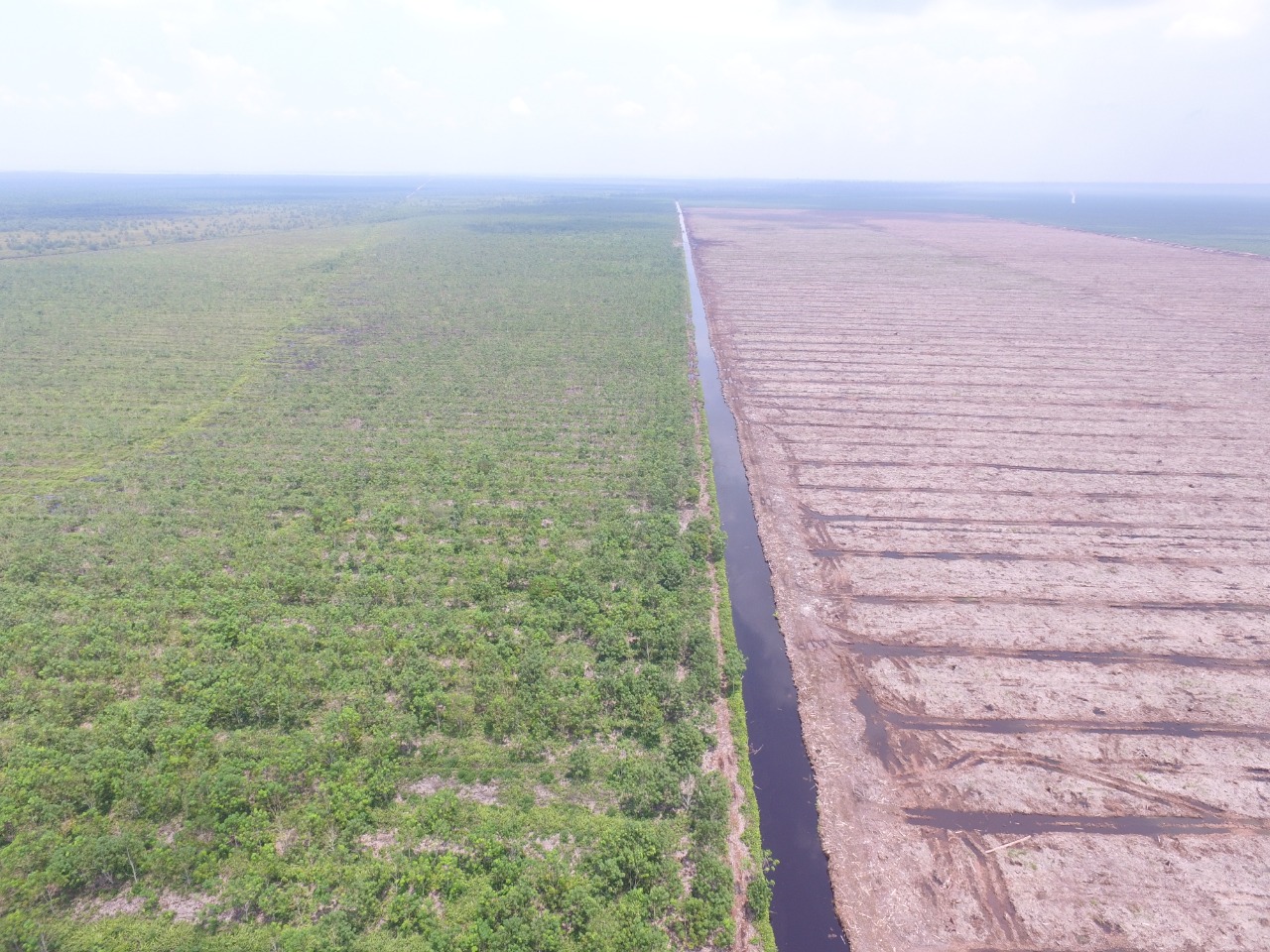 Restorasi gambut tak menentu, peraturan baru menguntungkan siapa?